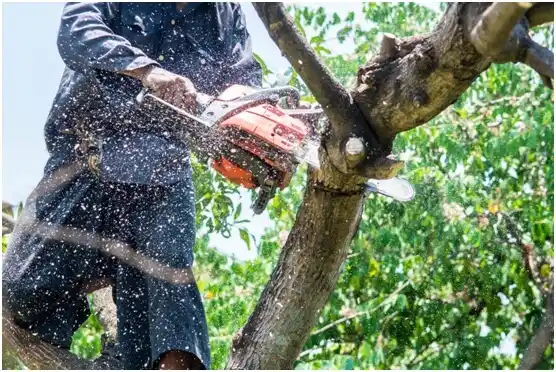 tree services Cedarburg